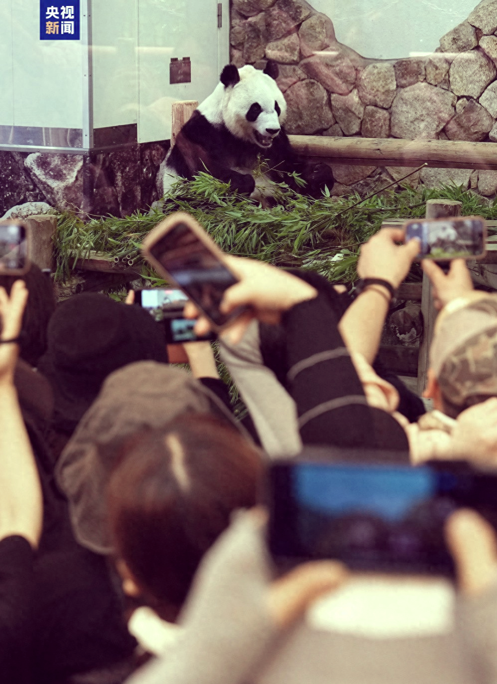 旅日大熊猫“晓晓”和“蕾蕾”踏上回国之旅