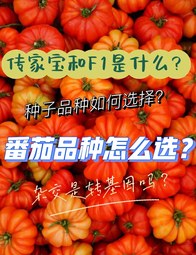 转基因概念涨4.25%，主力资金净流入5股