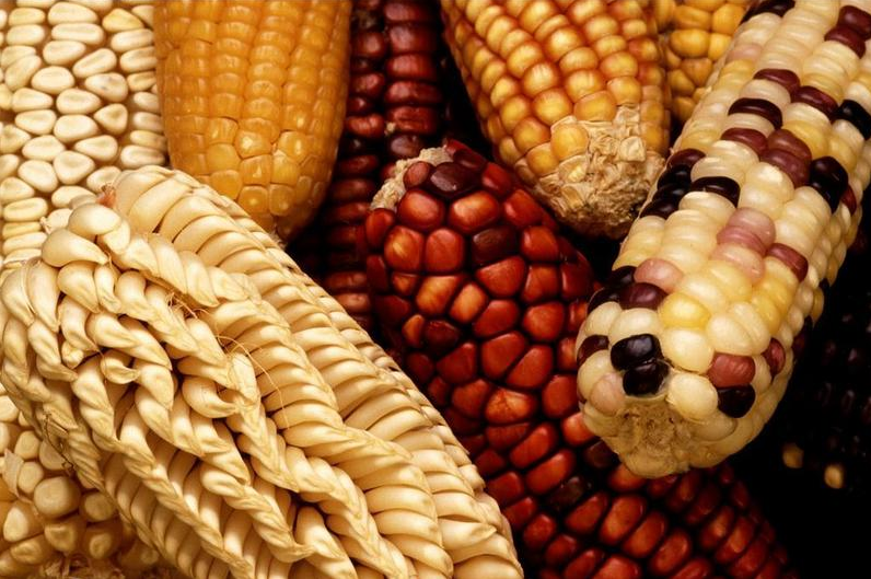 转基因概念涨4.25%，主力资金净流入5股