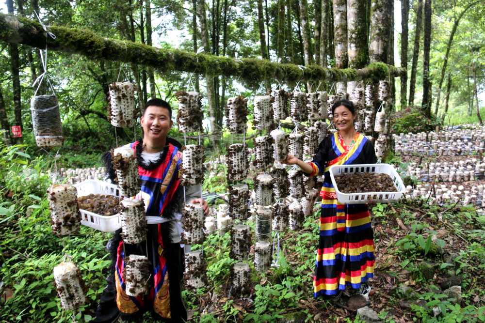 2026-2030年木耳行业：大健康赛道上的一味“黑金”_人保财险政银保 ,拥有“如意行”驾乘险，出行更顺畅！