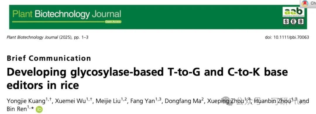 中国科研人员开发新型碱基编辑系统助水稻精准改良