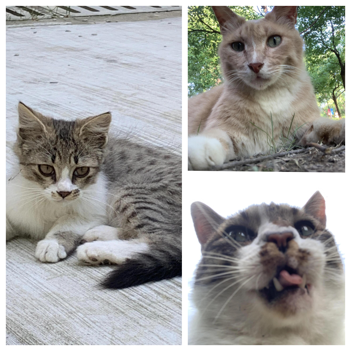 (新春走基层)戴上VR头显“高空救小猫”，能缓解恐高症？