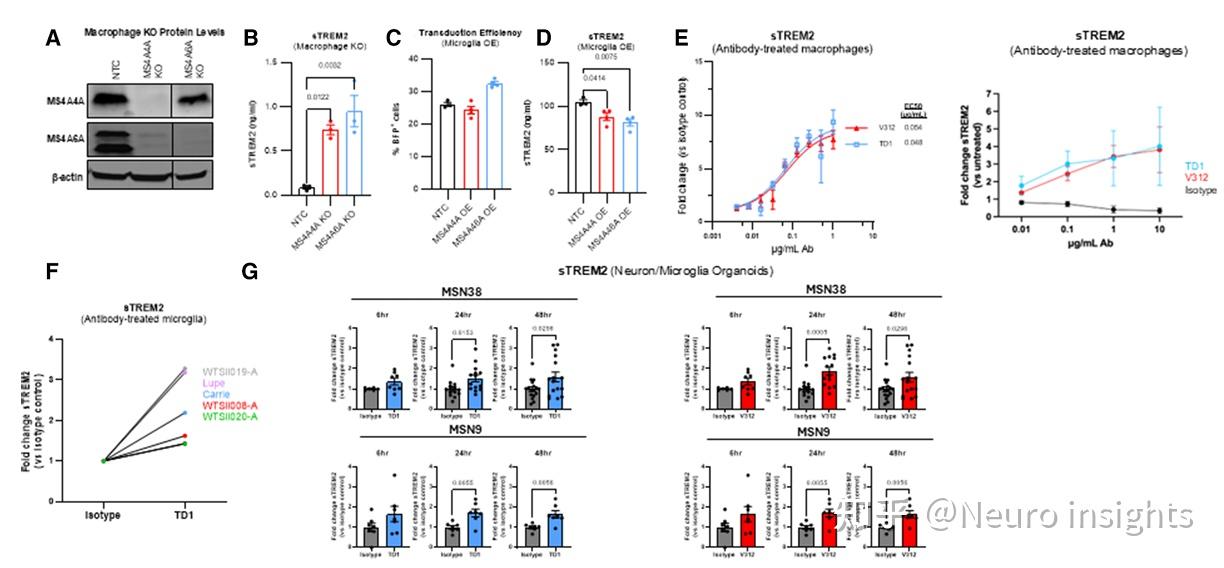 研究:脑血管功能变化可能与阿尔茨海默病风险相关