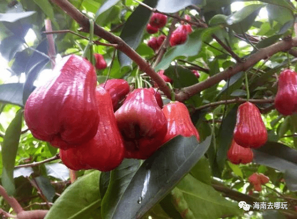 海南产经新观察:让热带特色农业真正成为优势产业