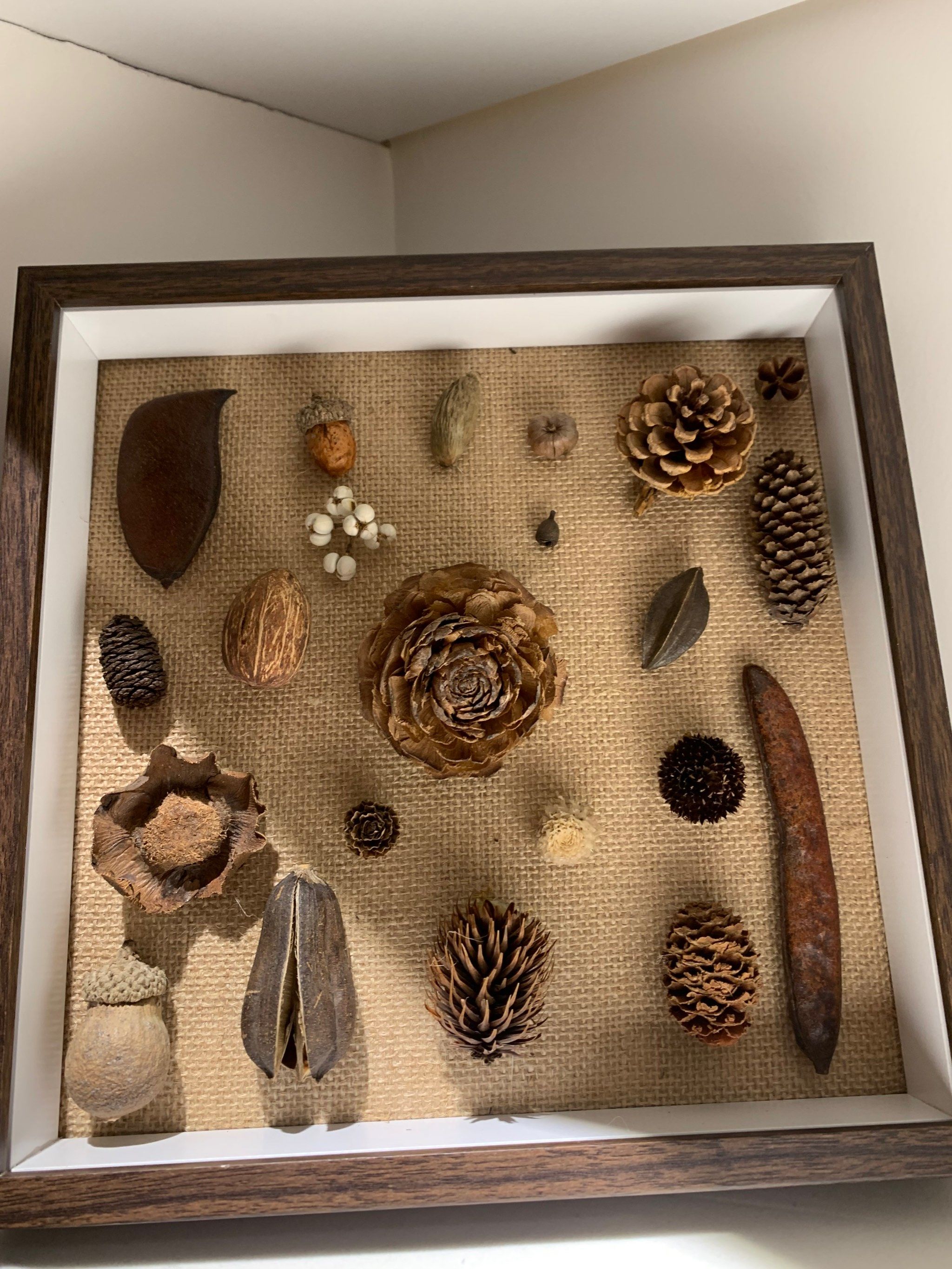 澳研究：花生壳“变废为宝”用于制备石墨烯