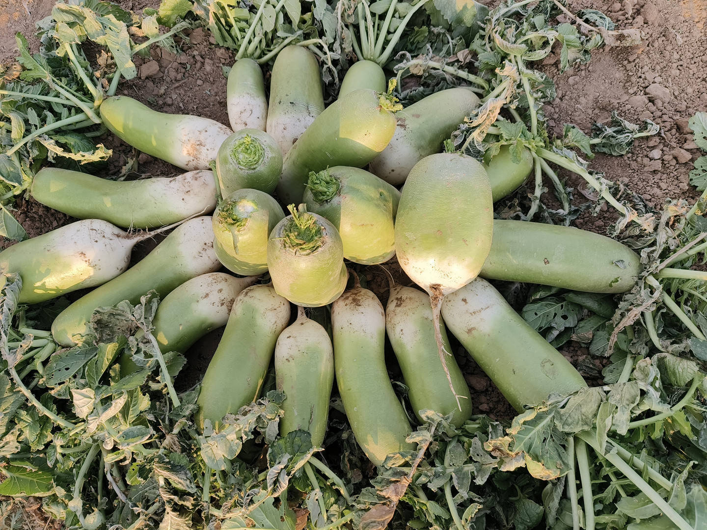 业界称优质凤梨供应缺口明显 呼吁强育种建品牌