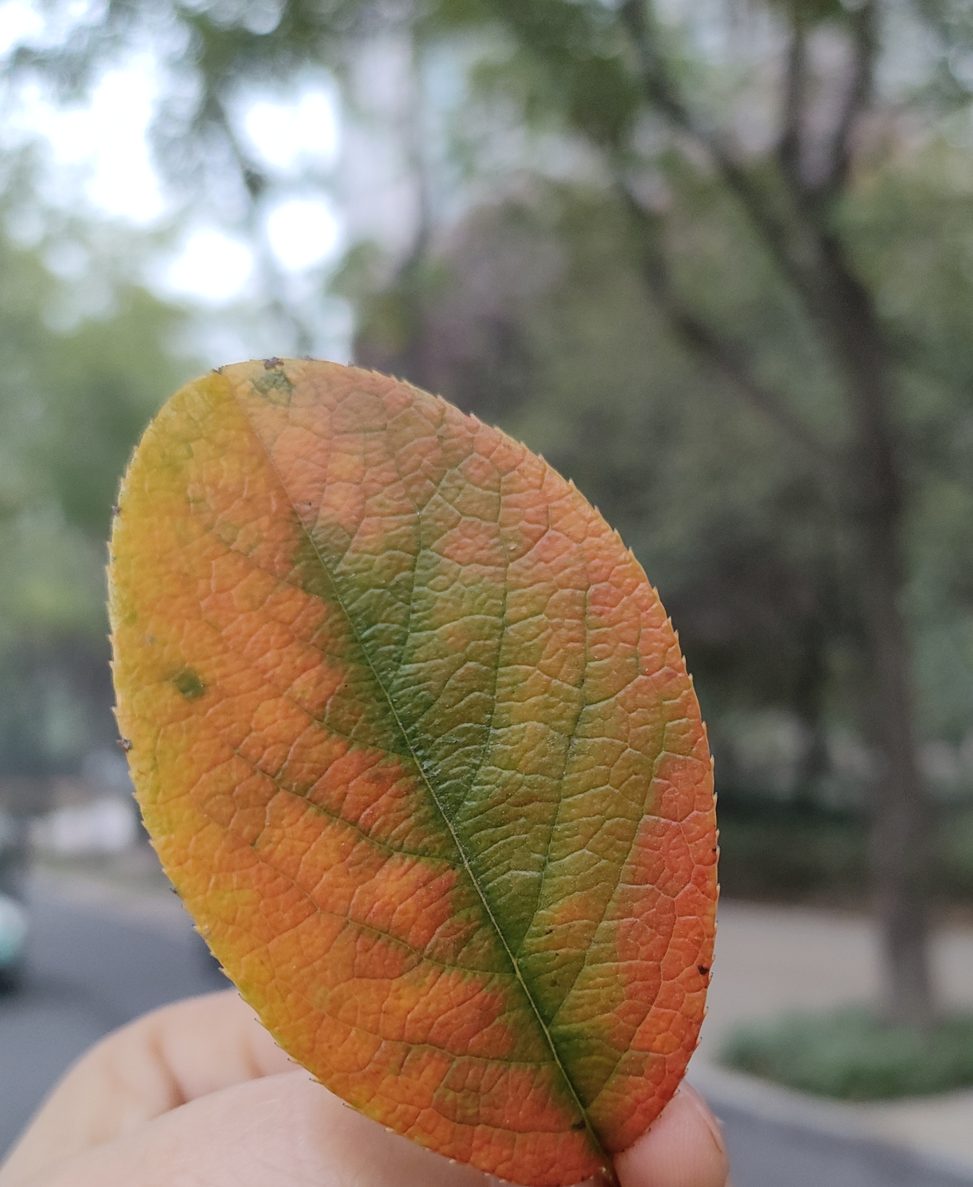 人保伴您前行,拥有“如意行”驾乘险，出行更顺畅！_2026-2030年中国合成树脂行业：绿色转型与政策驱动下的结构性牛市