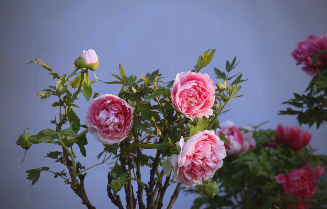 广州邮轮旅游火热 逾2400名游客开启东南亚三国之旅