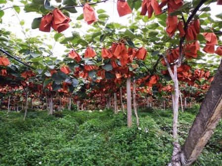 东西问丨吴景明：当我们种下一棵树，究竟在“种”什么？