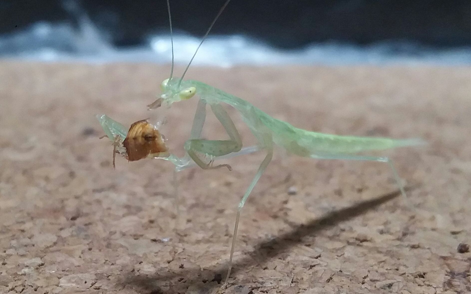 金 螳 螂获得发明专利授权：“一种金属线网格曲面组合式木饰面安装设计结构”