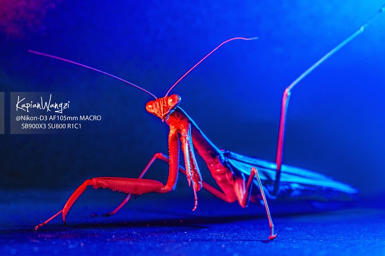 金 螳 螂获得发明专利授权：“一种金属线网格曲面组合式木饰面安装设计结构”