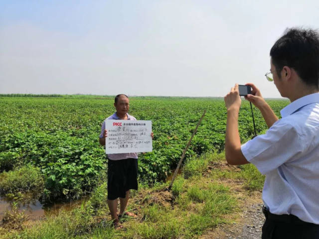 蔬菜种植行业现状与发展趋势分析(2026年)_人保财险 ,人保有温度