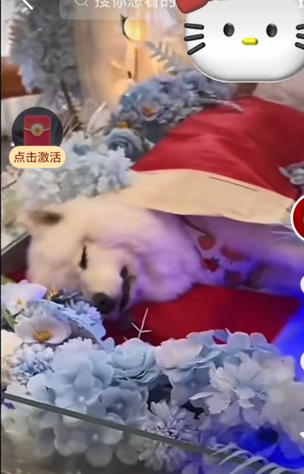 长春“00后”宠物殡葬师:给它们一个体面的告别