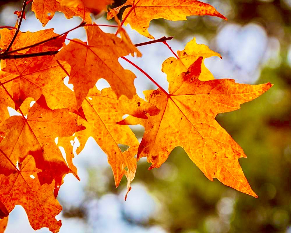 @投教人，“星火计划”邀您交作品啦！