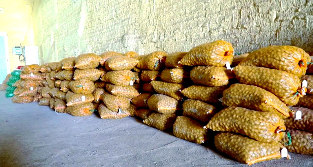 （乡村行・看振兴）广东柳城镇：马铃薯喜迎丰收 改写“北薯南调”史