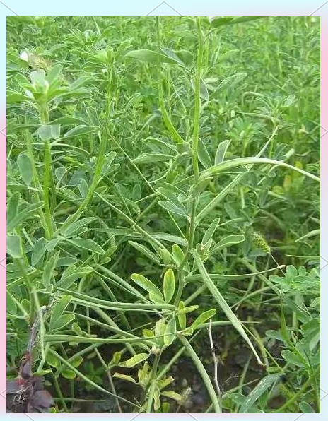 植物香料行业现状与发展趋势分析(2026年)_保险有温度,人保护你周全