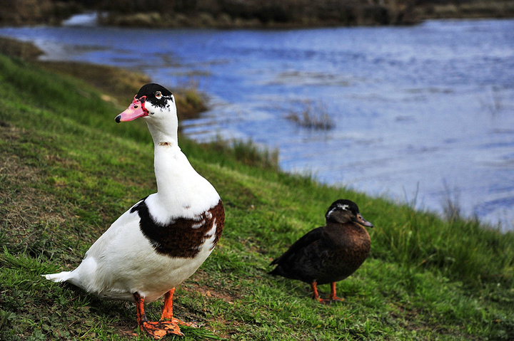 大洋生物：公司生产的盐酸氨丙啉可以应用在家禽、牛、羊等动物的球虫病治疗